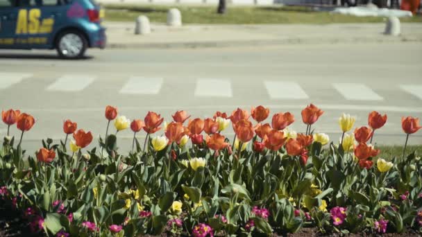 Zeitlupenclip Von Einigen Blumen Vordergrund Autos Und Straße Hintergrund — Stockvideo
