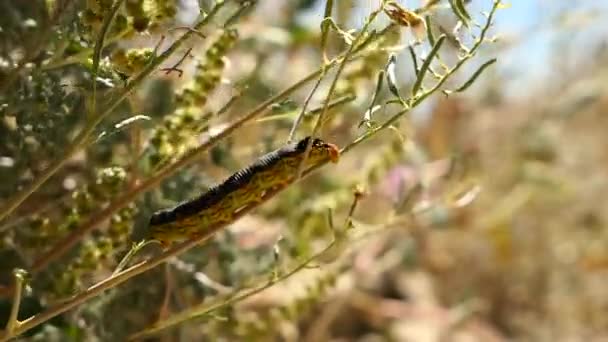 Zwiedzanie Superbloomu Wspaniałych Pomarańczowych Maków Antelope Valley Poppy Reserve Kalifornii — Wideo stockowe