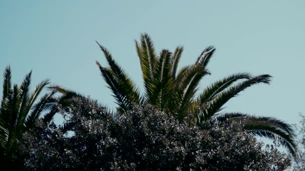 Пальмові Дерева Яко Погойдуються Вітрі — стокове відео
