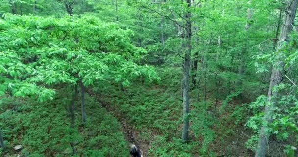 Luchtcamera Daalt Van Bomen Als Mountainbikers Een Bocht Een Enkel — Stockvideo