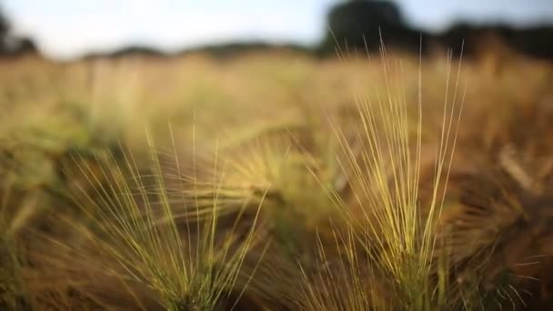 Στο Barley Field Στη Γερμανία Σάμερ Συμπιεσμένο Mov — Αρχείο Βίντεο