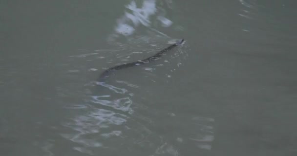 Eine Diamantene Wasserschlange Die Einem See Schwimmt — Stockvideo