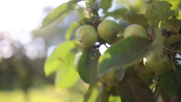 Ein Apfelbaum Sonnenuntergang Deutschland — Stockvideo