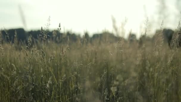 Närbild Ett Vete Med Solnedgång Bakgrunden — Stockvideo