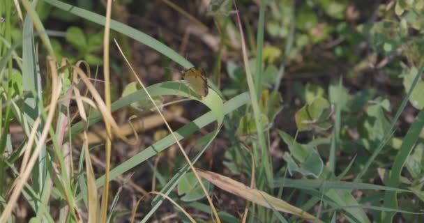 Ein Perlensichel Schmetterling Der Auf Einem Grashalm Friert — Stockvideo