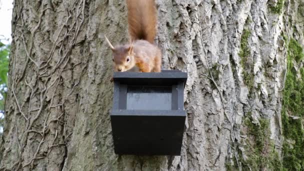 红松鼠从树上爬到喂食器上 吃猴子坚果 — 图库视频影像