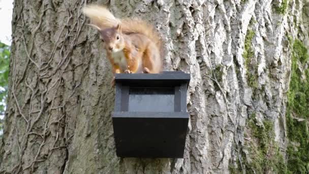 Rode Eekhoorn Verzorgen Jeuk Zich Een Feeder — Stockvideo