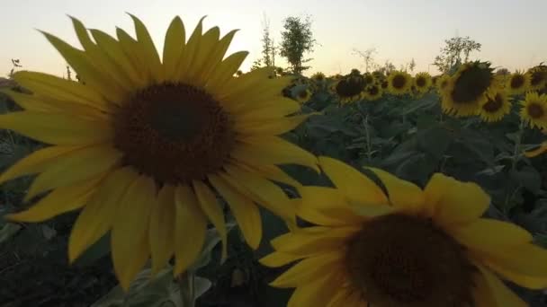 Ett Vackert Solrosfält Som Fångats Gyllene Timmen Miles Sol Blommor — Stockvideo