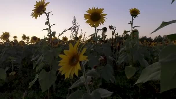 Piękne Pole Słonecznika Złowione Podczas Złotej Godziny Kilometry Słonecznych Kwiatów — Wideo stockowe