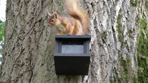 Red Squirrel Feeder Reaches Monkey Nut Eats — Stock Video