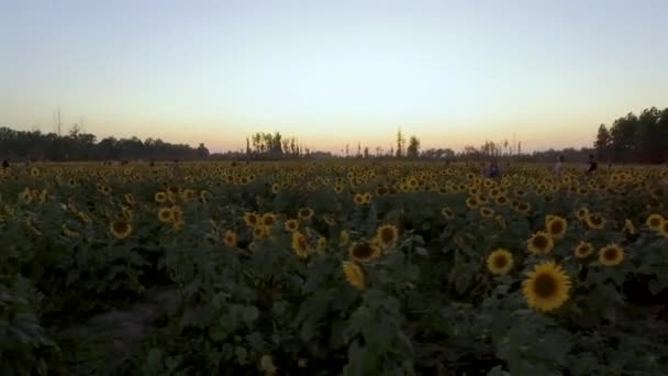 Piękne Pole Słonecznika Złowione Podczas Złotej Godziny Kilometry Słonecznych Kwiatów — Wideo stockowe