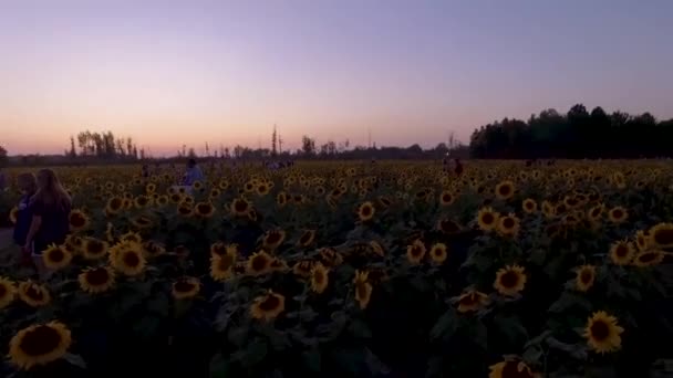 Belo Campo Girassol Capturado Durante Hora Ouro Milhas Flores Sol — Vídeo de Stock