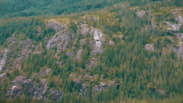 Águila Calva Americana Vuela Sobre Bosque Verde — Vídeos de Stock