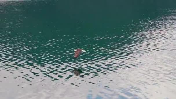 Suyun Üzerinde Gökyüzüne Doğru Uçan Kel Bir Amerikan Kartalının Destansı — Stok video