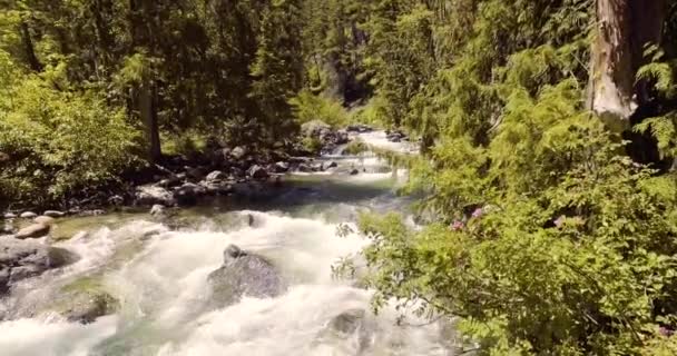 Ein Schneller Gebirgsbach Fließt Durch Einen Üppigen Grünen Wald Bundesstaat — Stockvideo