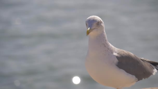Seagull Walking Ultra Slow Motion — Stock Video