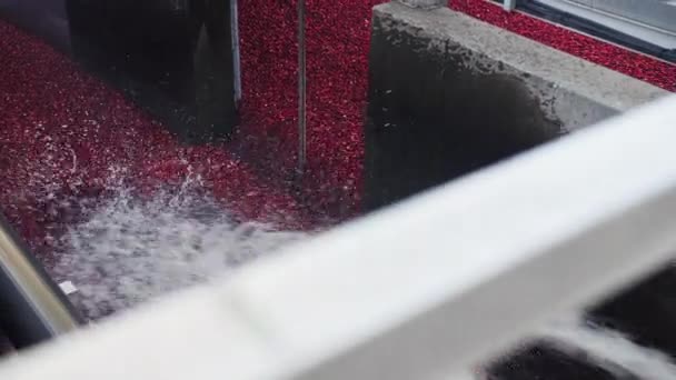 Preiselbeeren Vor Der Verarbeitung Waschen — Stockvideo