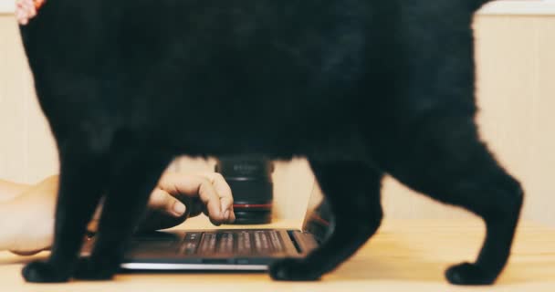 Προγραμματισμός Στο Τραπέζι Της Κουζίνας Μαύρη Γάτα Βοηθώντας — Αρχείο Βίντεο