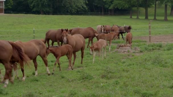 Drone Horses Grazing Pasture Crooked Creek Roaming Camera — Stock Video