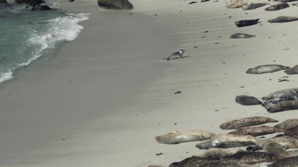 Ein Robbenbaby Saust Aus Dem Wasser Land Gelangen Ausgewachsene Robben — Stockvideo