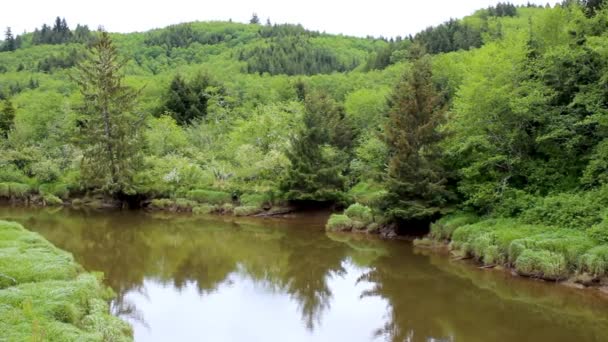 Ruisseau Campagne Rivière Avec Des Arbres Des Buissons Abattus Pendant — Video