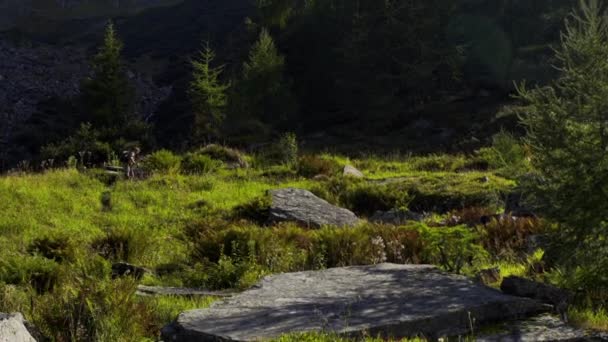 Hombre Está Caminando Terreno Montaña — Vídeos de Stock