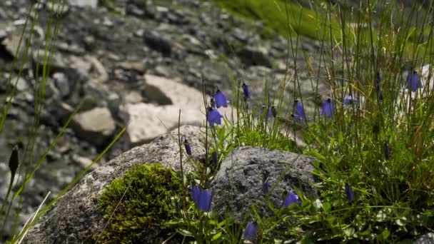 Video Flowers Tall Grass Edge Cliff Rocks Rocky Ground Background — Stock Video