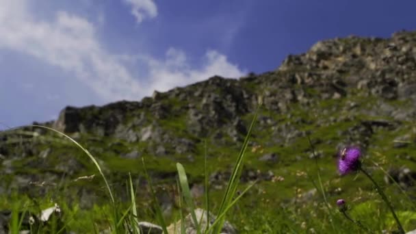 Video Shows Top Mountain Grasses Flower Swaying Wind Blows Insect — Stock Video