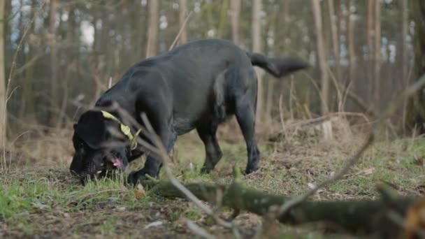 黑色的拉布拉多犬咬着森林里的一根大树枝 — 图库视频影像