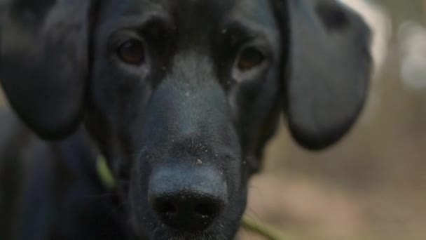 Close Van Een Zwarte Labrador Hond Geduldig Wachten Instructies — Stockvideo