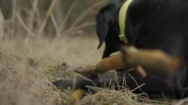 Primer Plano Perro Labrador Negro Masticando Palo Finalmente Levanta Camina — Vídeo de stock