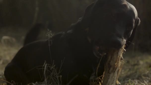 Långsam Rörelse Svart Labrador Tugga Stor Pinne Som Ligger Gräset — Stockvideo