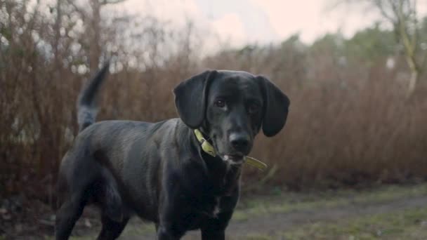 Slow Motion Black Labrador Dog Patiently Waiting Instructions While Camera — Stock Video