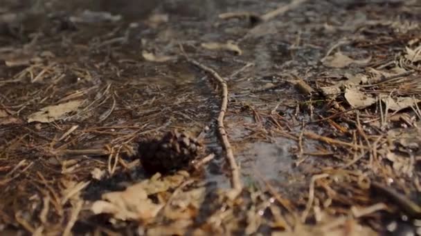 一片水汪汪的森林地面上 干枯的腐烂的叶子和枝条躺在地面上的录像 水映照着天空 — 图库视频影像