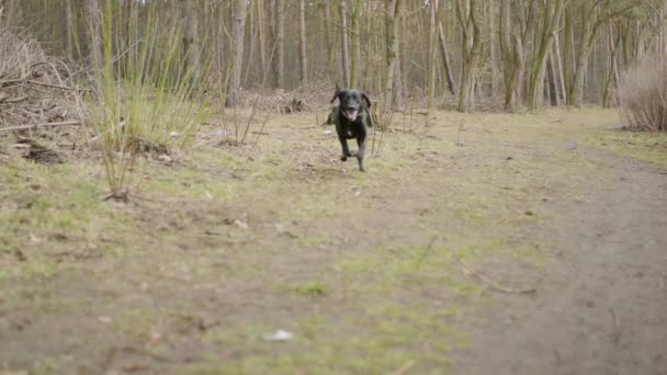 Zeitlupe Eines Schwarzen Labradors Der Durch Den Wald Läuft Startet — Stockvideo