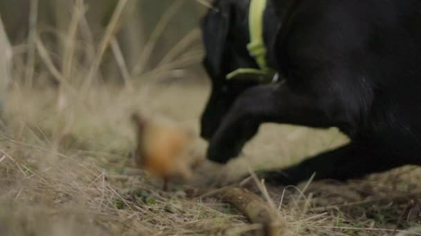 Zpomalený Záběr Černého Labradorského Psa Žvýkajícího Klacek Ležící Trávě Pak — Stock video