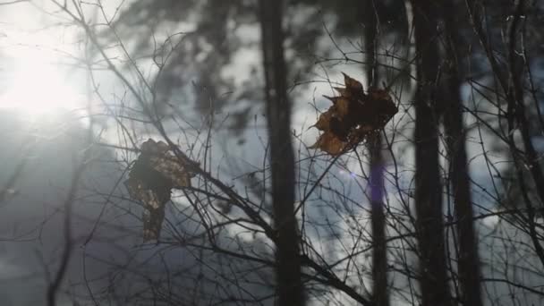 Větev Stromu Bez Listí Zvolna Kymácí Když Půli Odpoledne Fouká — Stock video