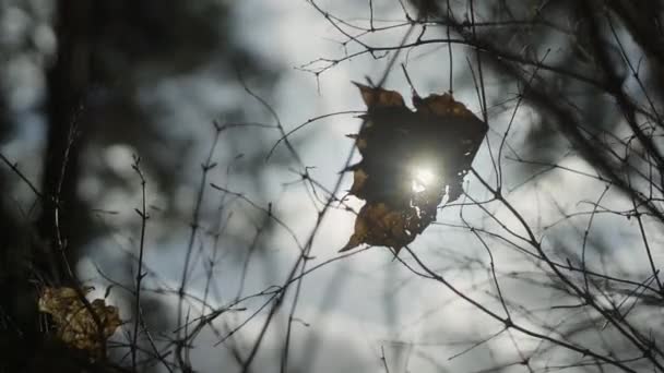 Ein Abgestorbenes Blatt Das Gleißenden Sonnenlicht Ast Eines Baumes Hängt — Stockvideo