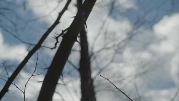 Arbre Épineux Sans Feuilles Debout Par Jour Nuageux Balancé Par — Video