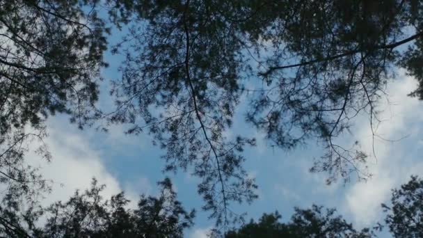 在阳光明媚 多云的日子里 树枝在微风中摇曳 — 图库视频影像