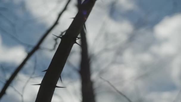 Ein Video Von Einem Kahlen Dornigen Baum Herbst — Stockvideo