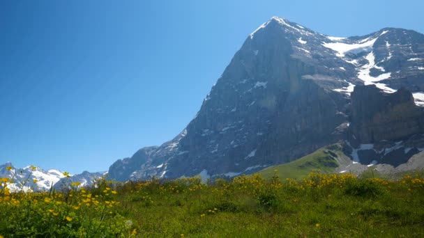 Sviçre Deki Eiger Dağı Nın Kuzey Cephesinde Yeşil Çimen Çiçeklerle — Stok video