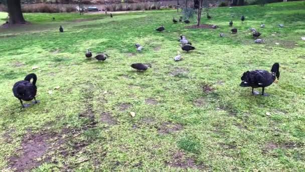 公园里的天鹅和鸭子 — 图库视频影像
