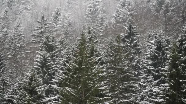 Clip Eines Waldes Mit Schneebäumen Rahmen — Stockvideo