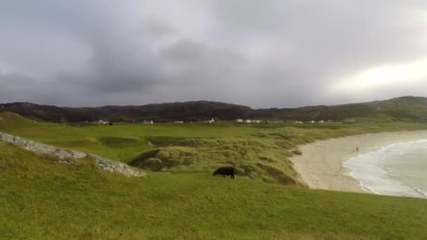 日落时在苏格兰海滩上射杀了一只小羊 — 图库视频影像