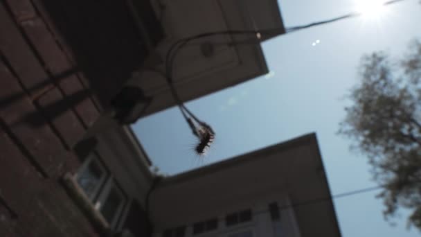 Rups Hangend Wind Aan Een Huis — Stockvideo