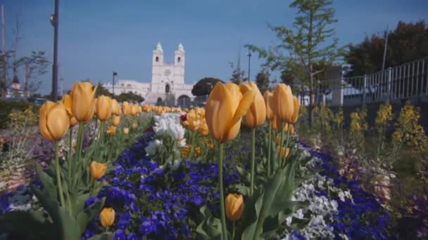 Tulp Bloemen Onder Blauwe Hemel Achtergrond — Stockvideo