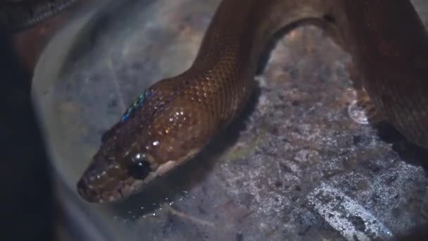 Serpente Acqua Potabile Primo Piano — Video Stock