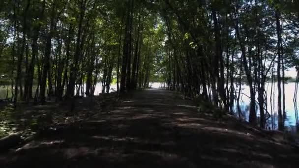 Caminando Por Sendero Bosque — Vídeos de Stock