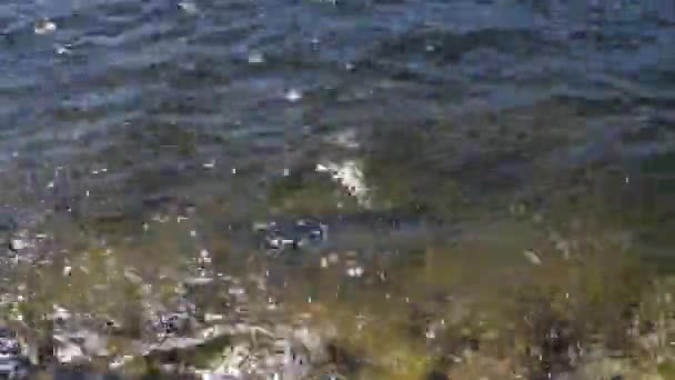 Kamera Panning Shore Dwóch Mężczyzn Kajakarstwo Jeziorze — Wideo stockowe